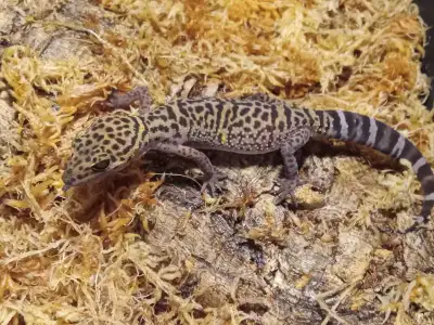 Proven Chinese Cave Geckos (Goniurosaurus bawanglingensis), View more