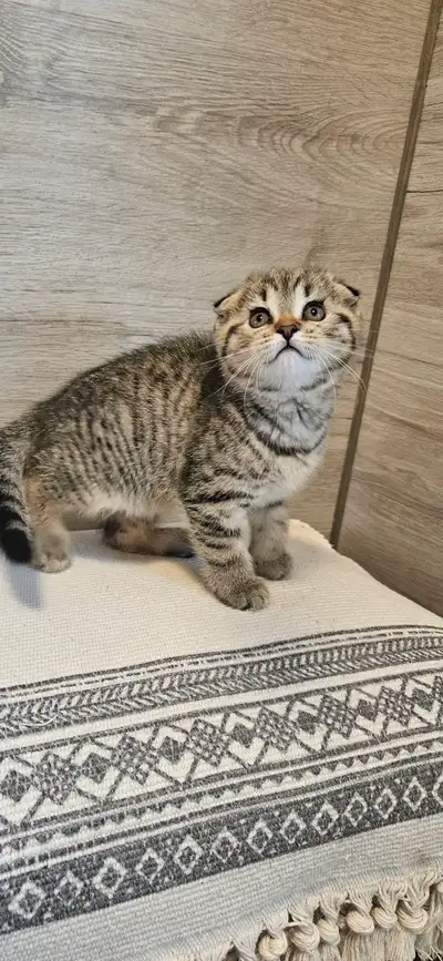 Notre magnefique mama scottish staight nous apporter 4 magnifiques bébés chatons(1 femelle Straight,...
