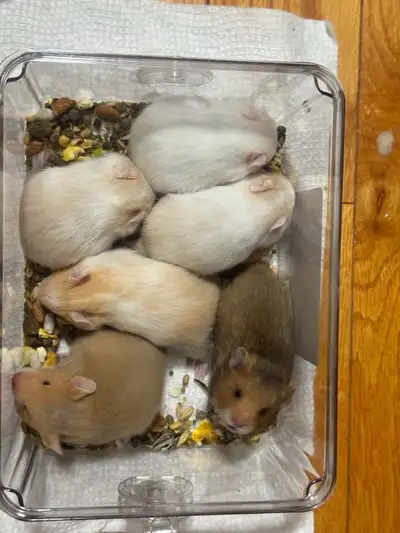 cute baby Syrian hamster rehome, View more