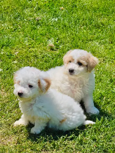 Mini bichonpoo puppies available. Mix of toy poodle and bichon. Super affectionate, playful and swee...