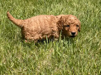 Small / Mini F1B Goldendoodle Only 3 males left, View more