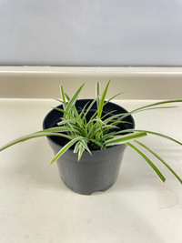 Spider plant / Plante araignée