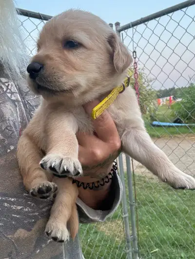 Golden Retriever Puppies, View more