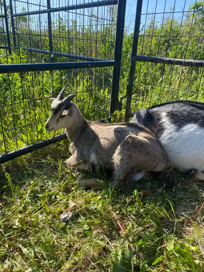 Nigerian Dwarf Buckling has a little bit of Alpine in him Born March 7