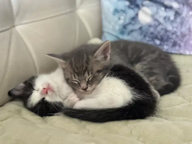 Baby kittens in Other in City of Toronto - Image 4