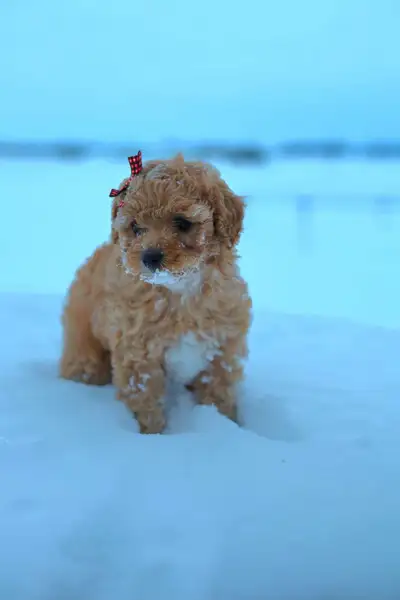 Red/Apricot Toy Poodle For Sale, View more