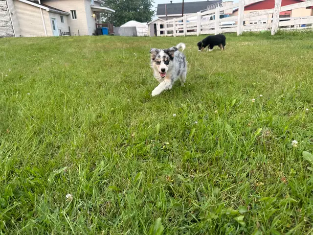 chiot Border Collie in Dogs & Puppies for Rehoming in Trois-Rivières - Image 5