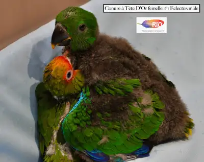 Eclectus mâle bébé, View more