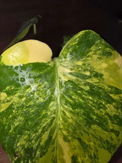 Monstera Marylin , View more