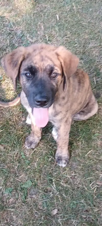 Puppies ready for new homes! (3 left) Birth date May 27 Had their first shots at 8 weeks Breeds are...