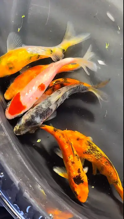 Diamond Koi $55 each , View more