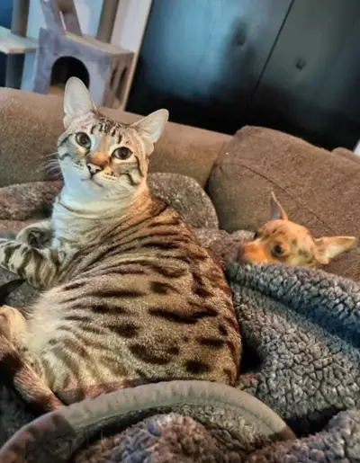 chatte  bengal snow/savannah, View more