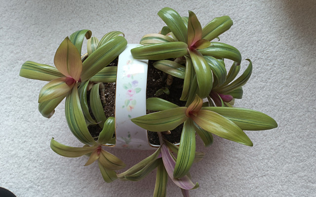 Tri-color Oyster plant--house plant in Plants, Fertilizer & Soil in Calgary - Image 3