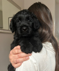 Chiots Goldendoodle/caniche royal x rottweiler