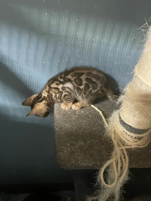 Bengal purebred  in Cats & Kittens for Rehoming in Laval / North Shore - Image 4