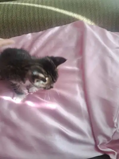 kittens cute and cuddly male, View more