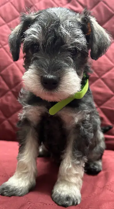 MINIATURE SCHNAUZER PUPPIES READY FOR LOVING HOMES, View more