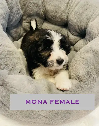 Shih tzu puppies., View more
