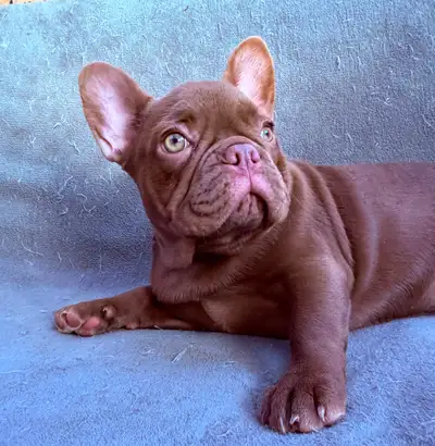 Superbe Bouledogue Français Rojo enregistrée, View more