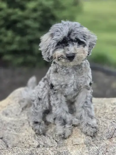 stunning miniature poodle puppies, View more