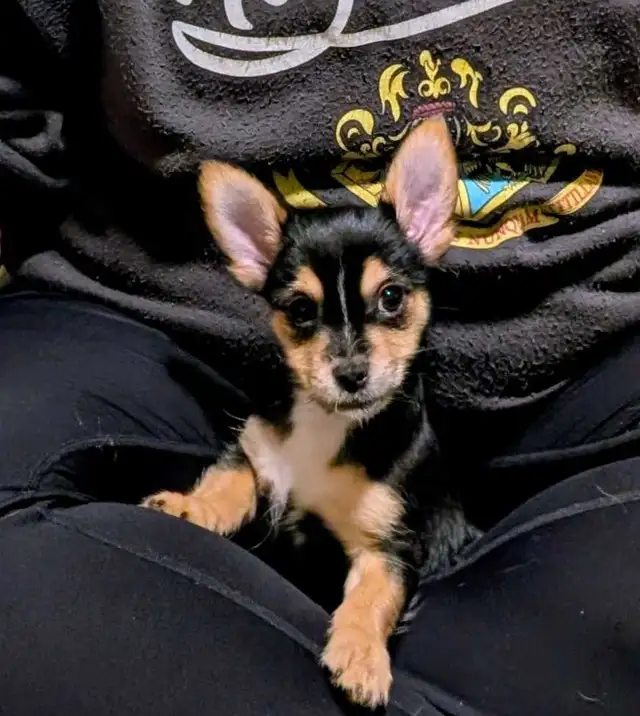 Petit mâle  chihuahua/morki ( chorkie) in Dogs & Puppies for Rehoming in Longueuil / South Shore - Image 2