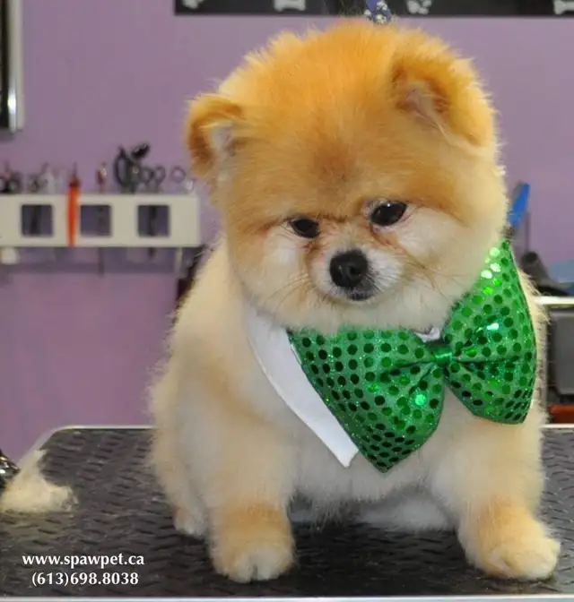 OTTAWA CAT GROOMING - CERTIFIED PROFESSIONAL GROOMER in Animal & Pet Services in Ottawa - Image 5