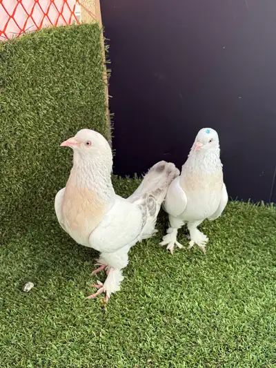 SABUNI TUMBLER PIGEONS FOR SALE, View more