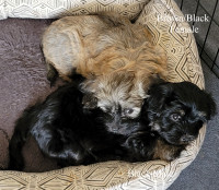 Loveable Havanese Puppies Seeking Fur-ever Homes!