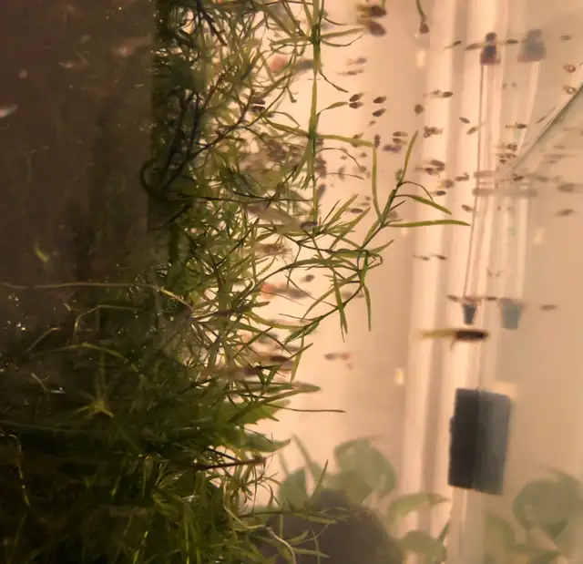 Guppy Babies  in Fish for Rehoming in City of Toronto - Image 2