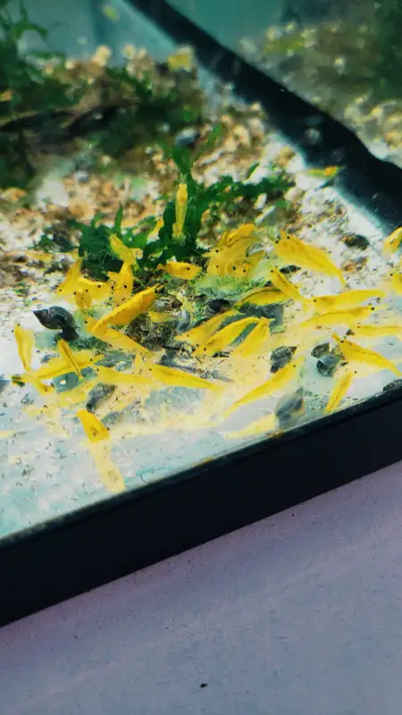 Shrimps for SALE! - Reds, Blues, Yellows, Greens and Mixed! in Fish for Rehoming in Woodstock - Image 7