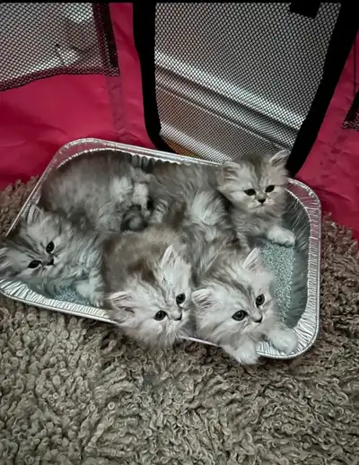 Chatons Persan À Vendre 700 $ !, View more