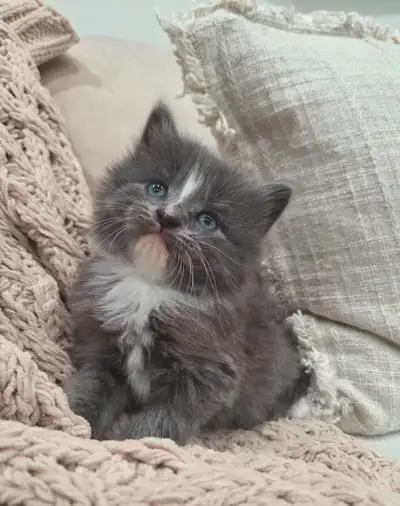 Chaton Siberien hypoallergene, View more
