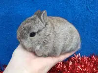 Exquisite, tiny, friendly Netherland dwarf baby boy bunny rabbit