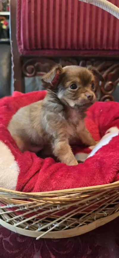 beautiful chihuahuas looking for their new home they are very adorable and beautiful puppies they ar...