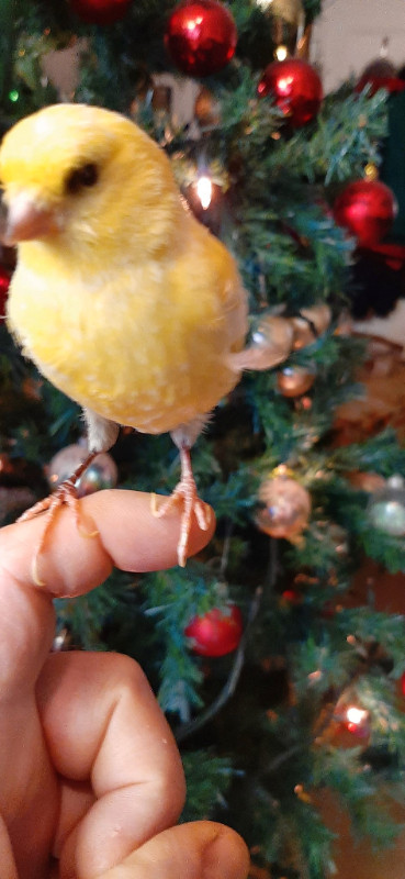 HOME GROW CANARY  FOR BEST SINGING . in Birds for Rehoming in City of Toronto - Image 3