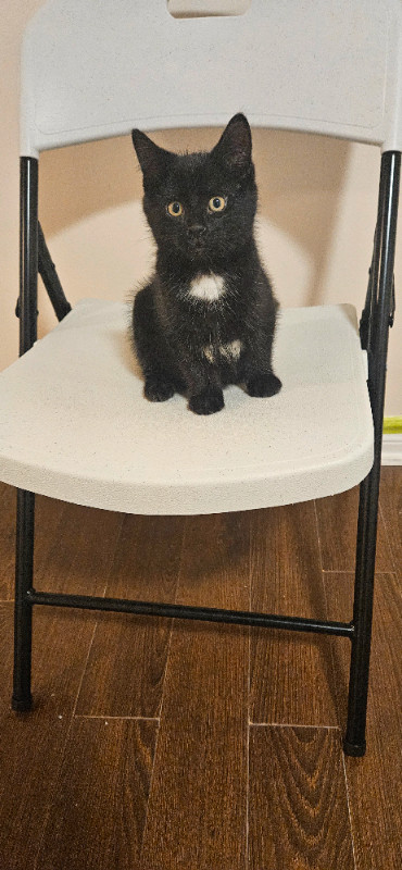 Adorable Black Kitten Seeks Loving Home!!