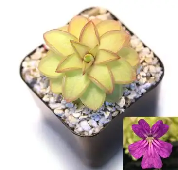 Pinguicula Seductora butterwort carnivorous plant in Plants, Fertilizer & Soil in City of Toronto - Image 4