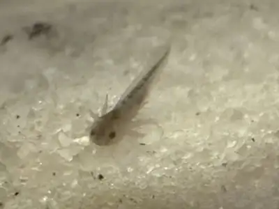Baby axolotls for sale!, View more