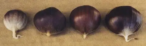 Chestnut trees for sale63234604152193123