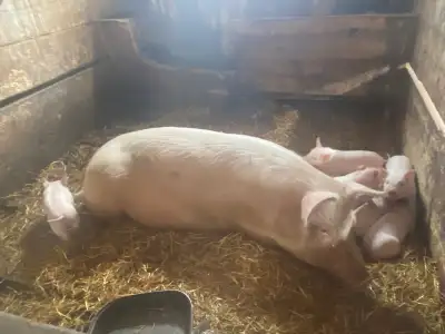 Yorkshire Meat Pigs - Boar and Sow , View more