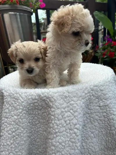 Adorable 8-week old Maltipoo Puppies, View more
