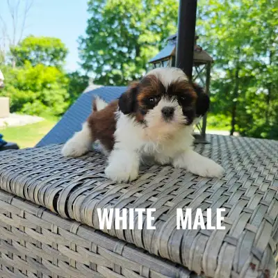 Shih Tzu Puppies, View more