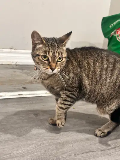 cat for free, View more