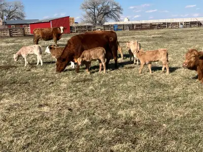 cow calf pairs, View more