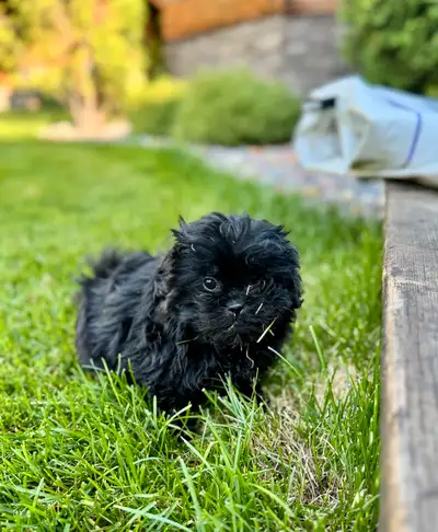 Peekapoo Puppies - Two Left!, View more