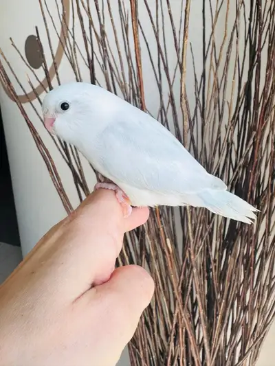 handtame and super friendly parrotlets , View more