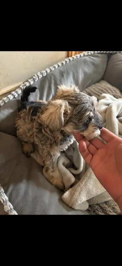 schnauzers, View more