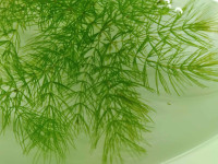 Hornwort aquarium plant - Ceratophyllum demersum