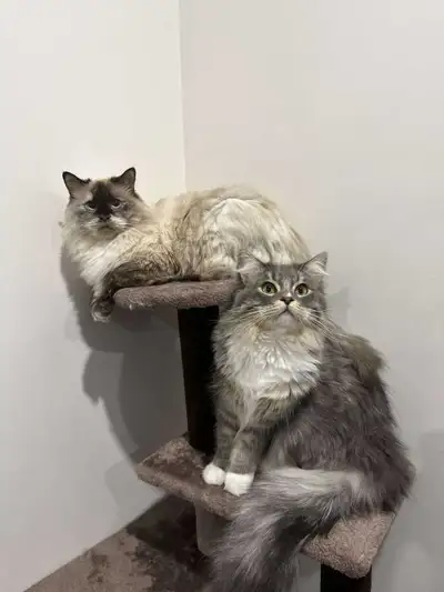 Ragdoll Siberian kittens, View more