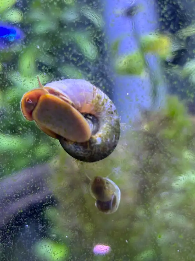 Ramshorn Snails in Other in Oshawa / Durham Region - Image 4